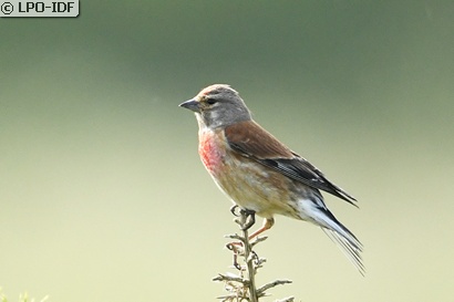 Linotte mélodieuse