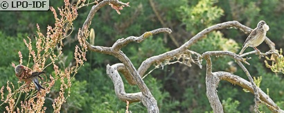 Linotte mélodieuse