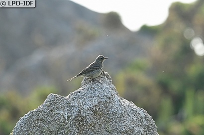 Pipit maritime