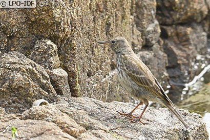 Pipit maritime