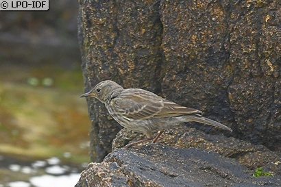Pipit maritime