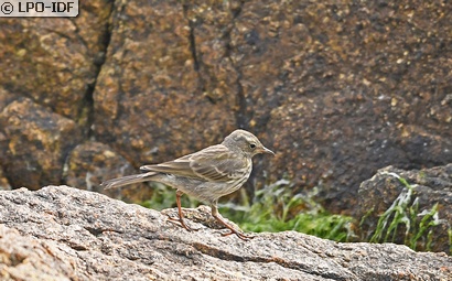 Pipit maritime