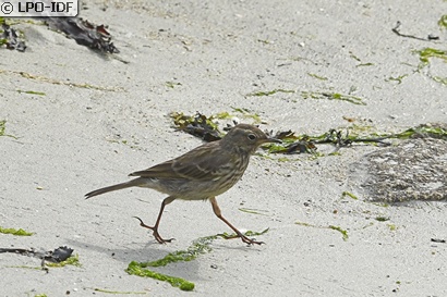 Pipit maritime