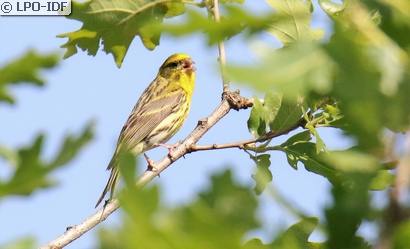 Serin cini