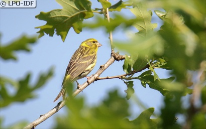 Serin cini