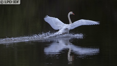 Cygne tuberculé