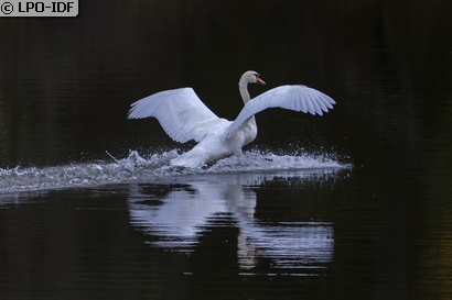 Cygne tuberculé