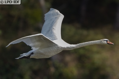 Cygne tuberculé