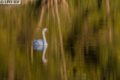 Cygne tuberculé