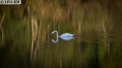 Cygne tuberculé