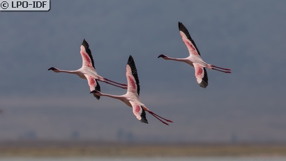 Flamant rose