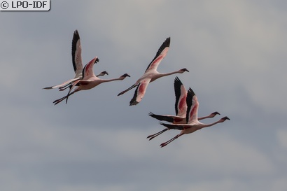 Flamant rose