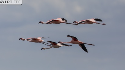 Flamant rose