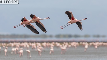 Flamant rose