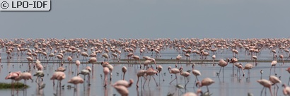 Flamant rose