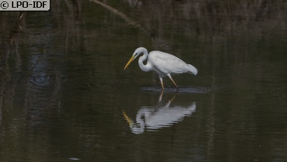 Grande Aigrette