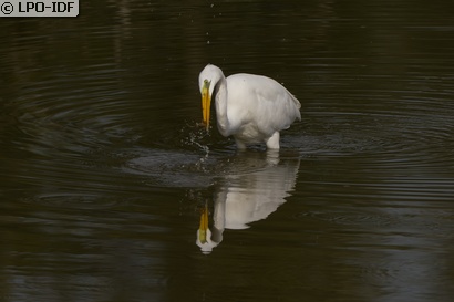 Grande Aigrette