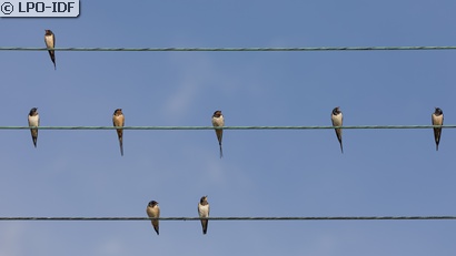 Hirondelle rustique