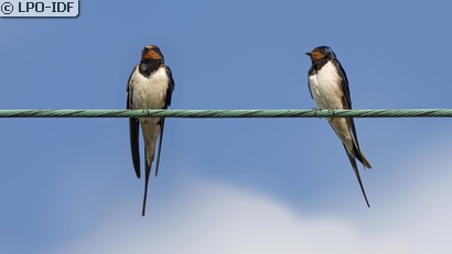 Hirondelle rustique