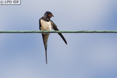 Hirondelle rustique