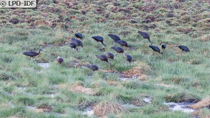 Ibis falcinelle