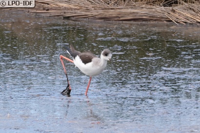 Échasse blanche