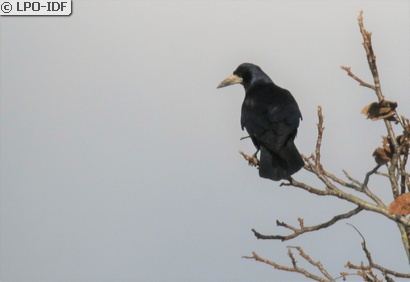 Corbeau freux