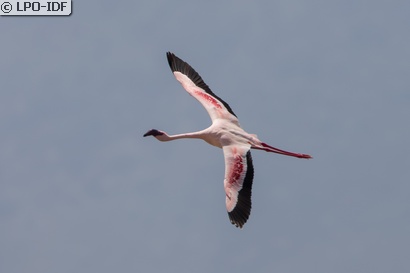 Flamant nain