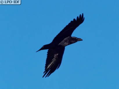 Grand Corbeau