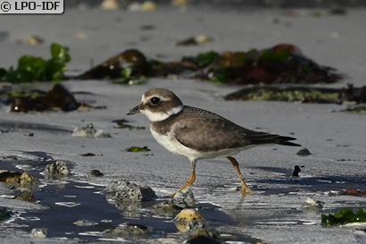 Grand Gravelot
