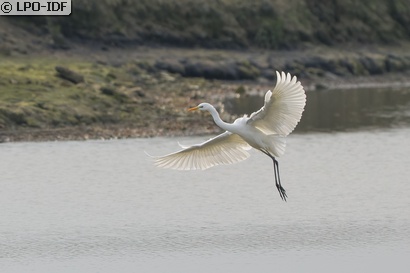 Grande Aigrette