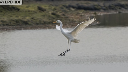 Grande Aigrette