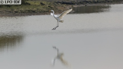 Grande Aigrette