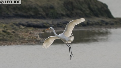 Grande Aigrette