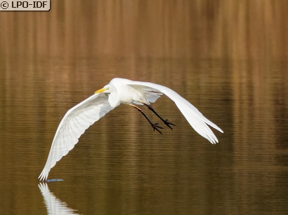 Grande Aigrette