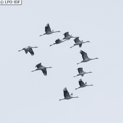 Grue cendrée