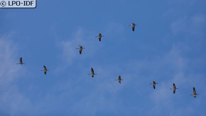 Grue cendrée