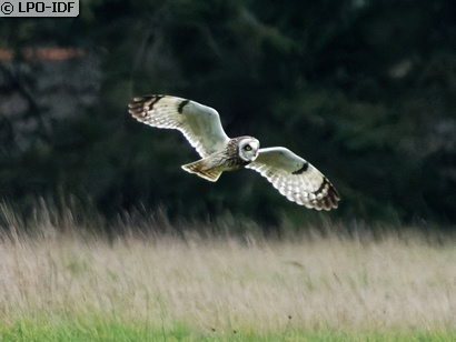 Hibou des marais