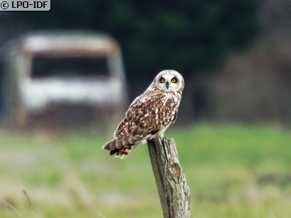 Hibou des marais