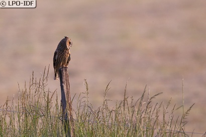 Hibou moyen-duc