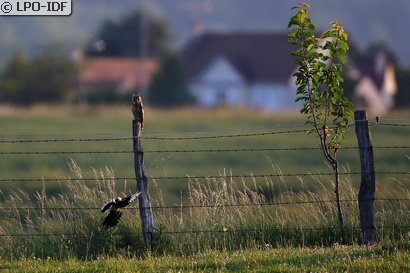 Hibou moyen-duc
