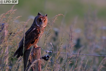 Hibou moyen-duc