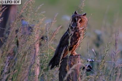 Hibou moyen-duc