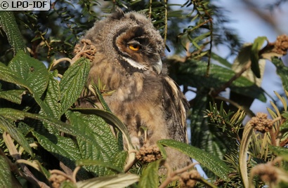 Hibou moyen-duc