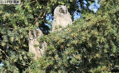Hibou moyen-duc
