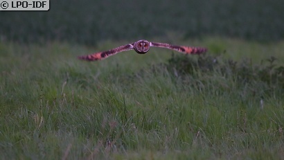 Hibou moyen-duc