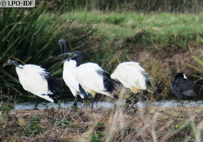 Ibis sacré