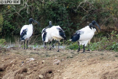 Ibis sacré