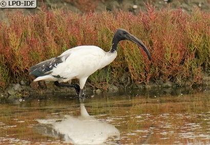 Ibis sacré