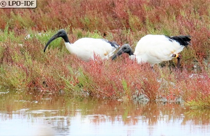 Ibis sacré